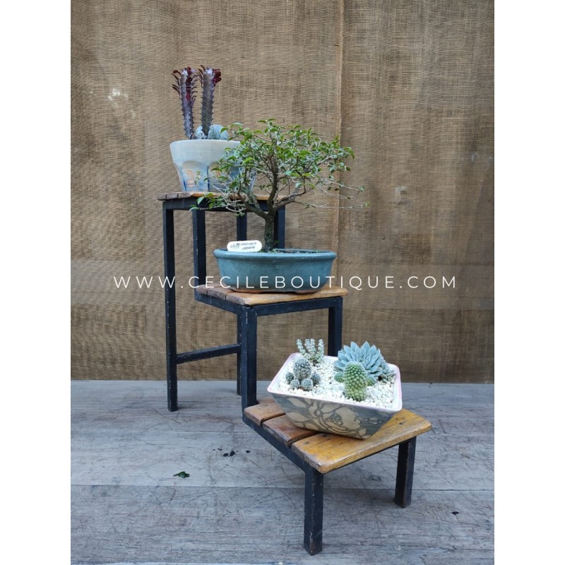 Bonsai y jardines| Bonsais Premium Bonsai y jardines| Bonsais Premium