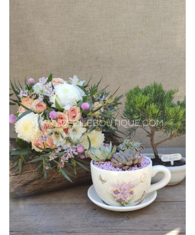 Calma/ Set con bonsai