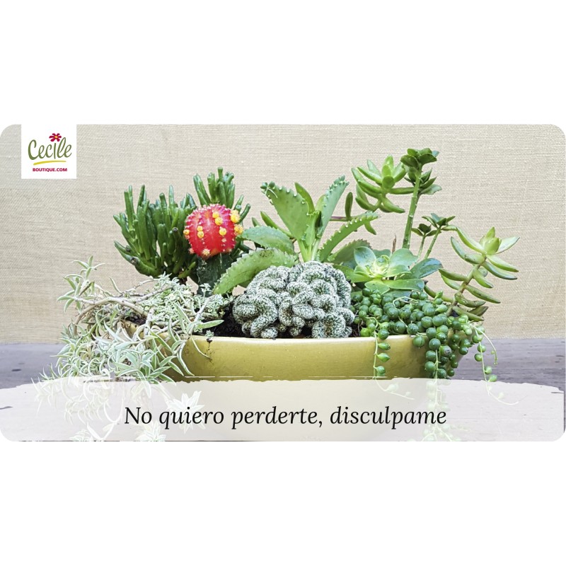 No quiero perderte, disculpame