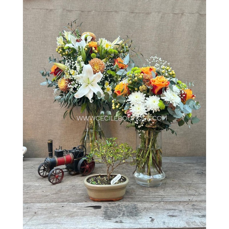 Vida/Set de regalo mas bonsai