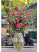 Rouge | Concepto de Rosas Rojas Rouge | Concepto de Rosas Rojas
