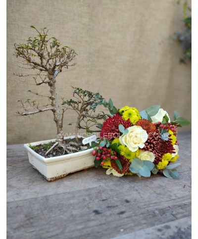 Eterna gratitud | Regalo con bonsai