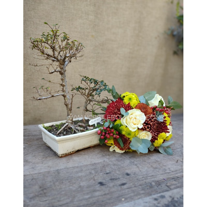 Eterna gratitud | Regalo con bonsai