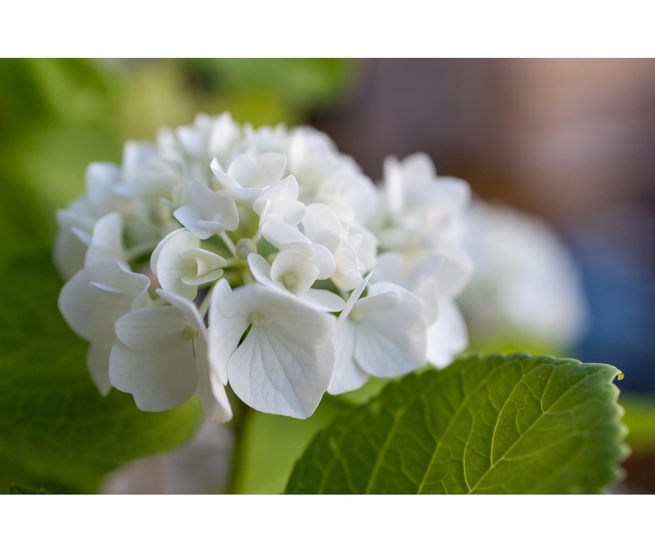 Cómo cuidar de tus hortensias