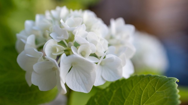 Cómo cuidar de tus hortensias