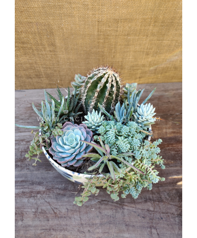 Aventura - Jardín de suculentas