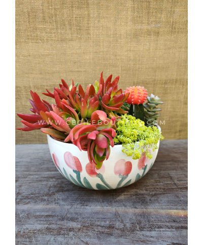 Impulso- Jardín de suculentas