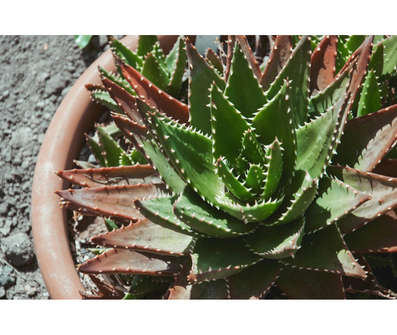 Cactus: Guía de cuidados