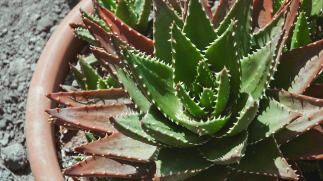 Cactus: Guía de cuidados