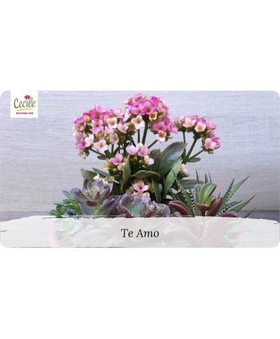 Te Amo