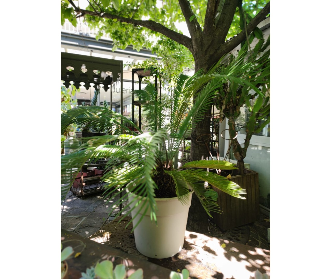 CICA / PALMERA DE SAGO : Guía de cuidados