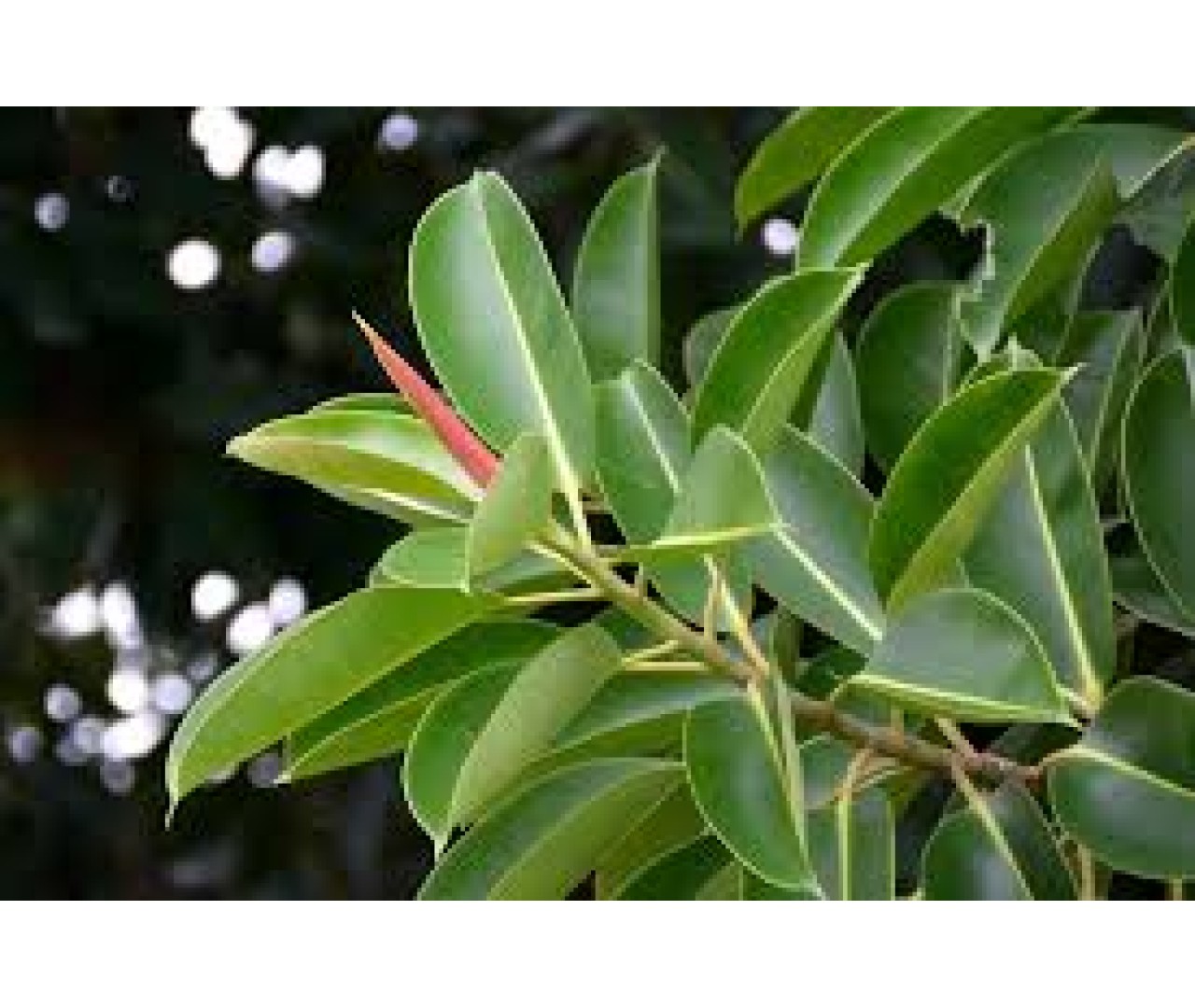 Gomero (Ficus elastica): Guia de cuidados