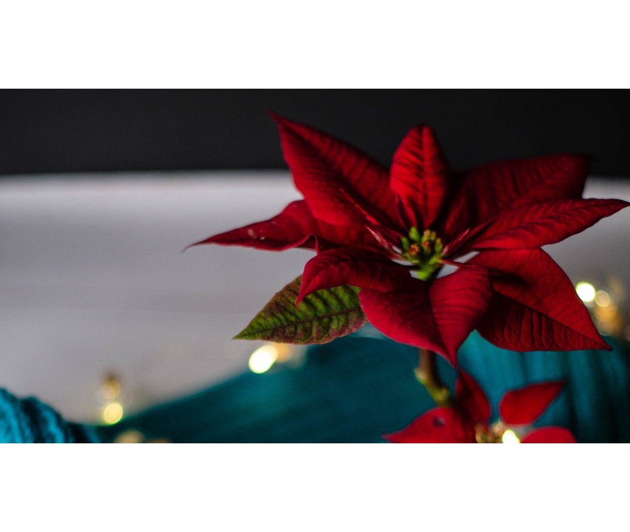Flowers and Christmas: A Touch of Love and Warmth for the Holidays