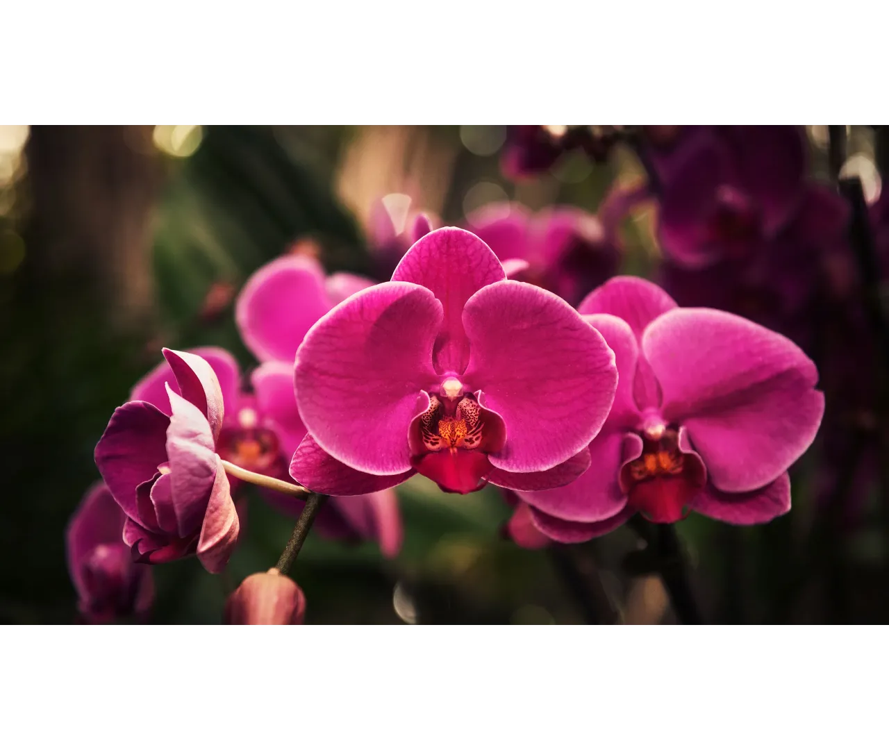 Cómo regar correctamente tus orquídeas