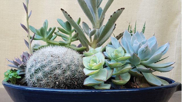 ¿Como cuidar tus suculentas?