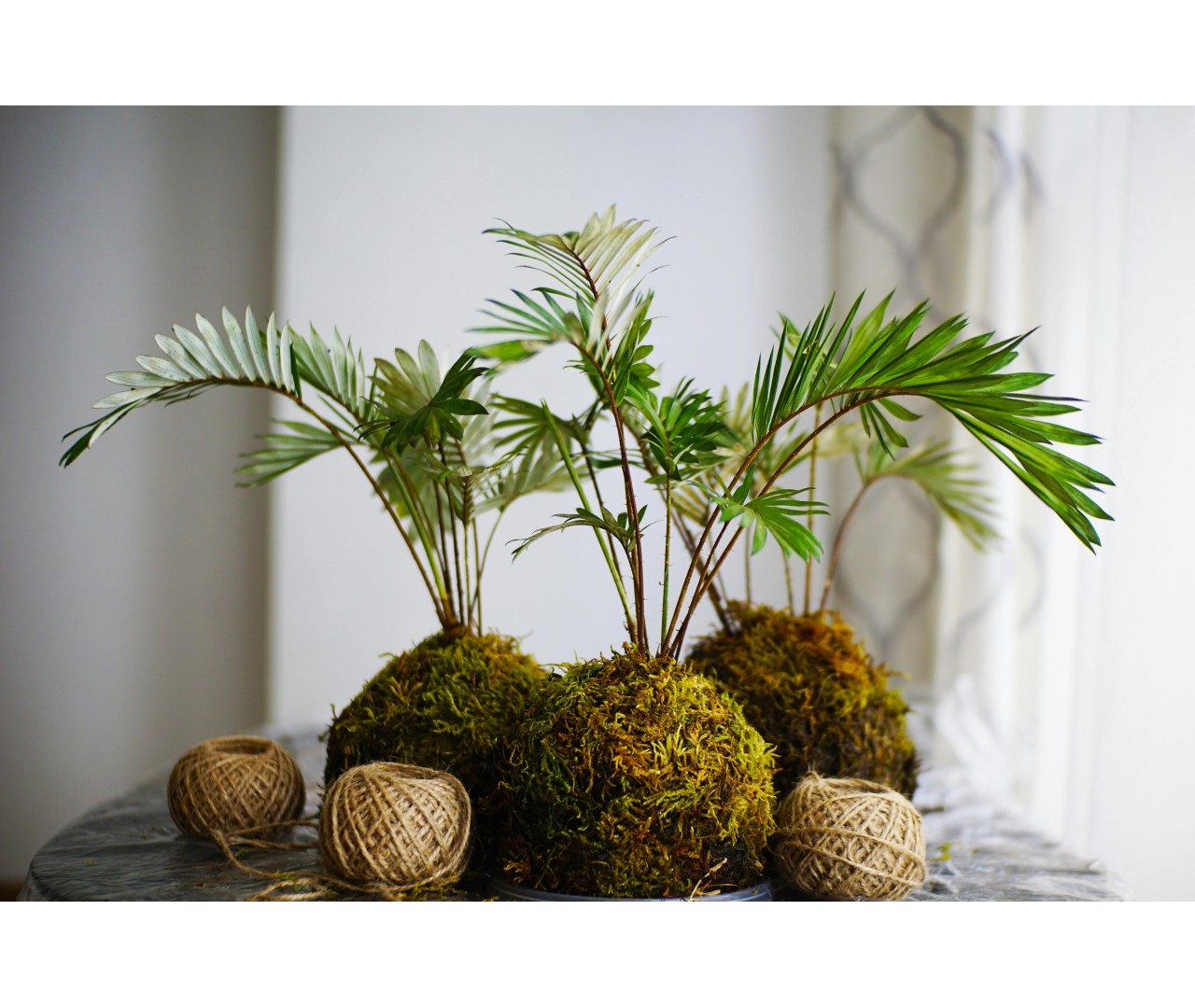 Kokedamas: Origen y cuidados