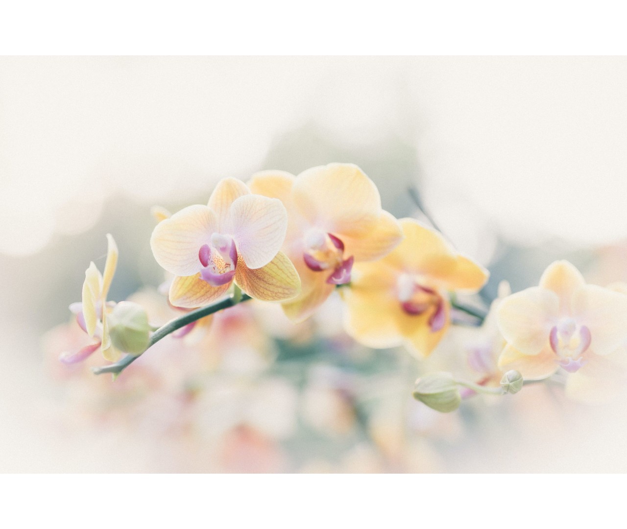 ¿Cómo cultivar tu orquídea y no matarla en el intento?
