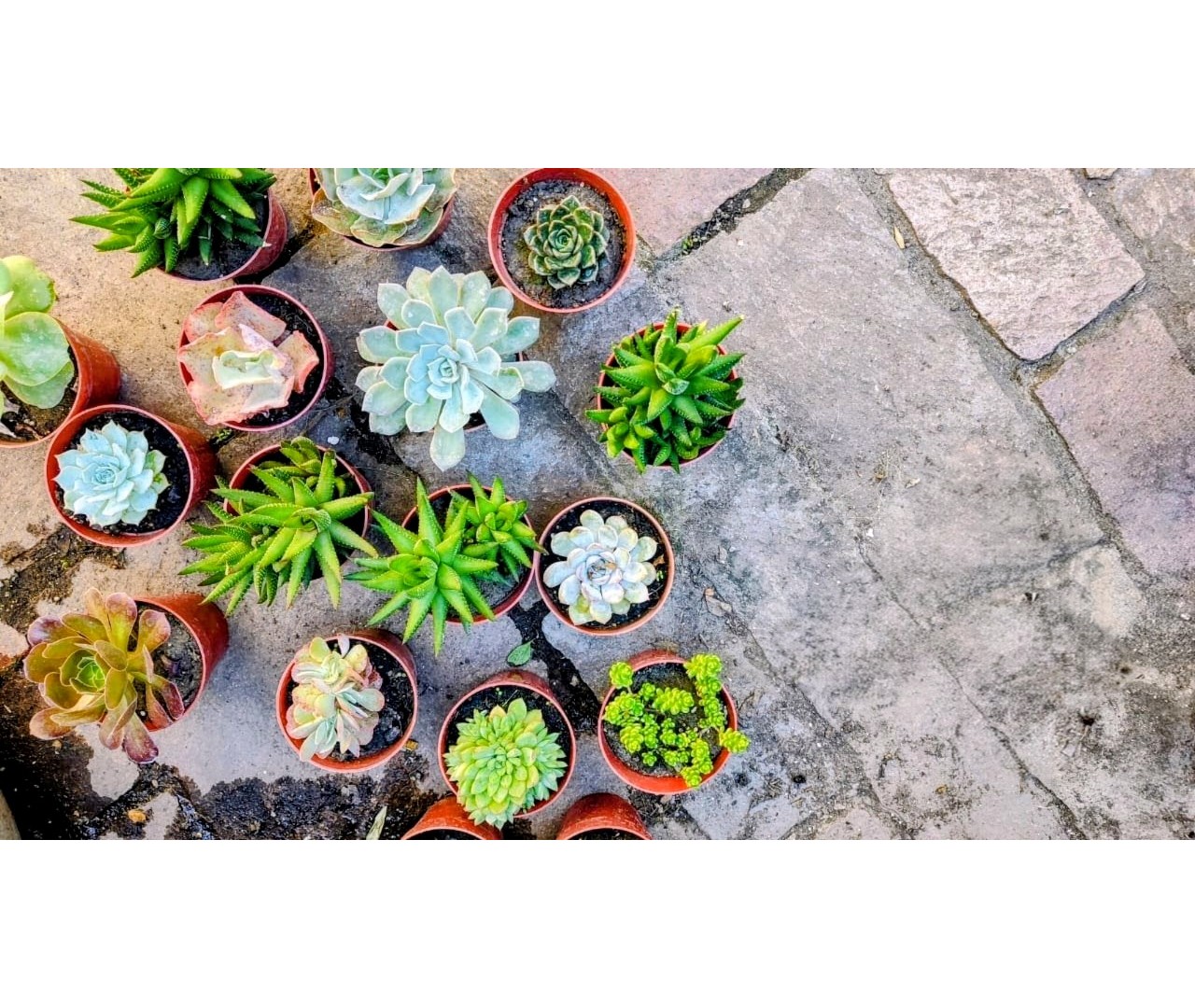 Suculentas: Guía de cuidados