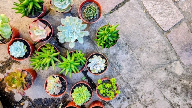 Suculentas: Guía de cuidados