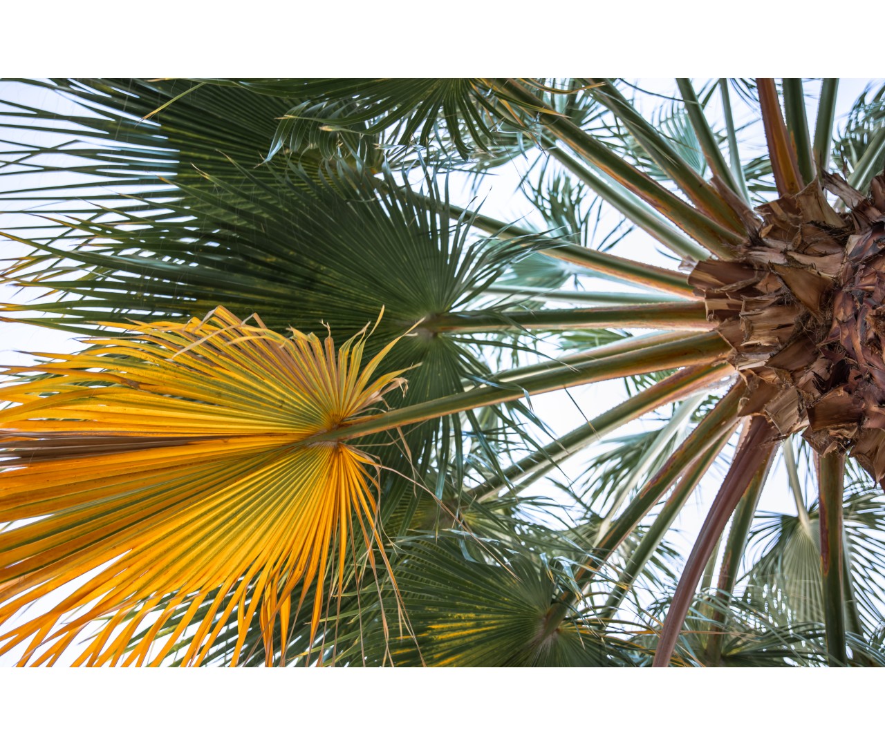 Palmeras: guía de cuidados para mantenerlas sanas y radiantes