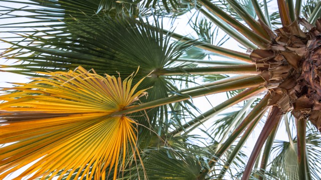 Palmeras: guía de cuidados para mantenerlas sanas y radiantes